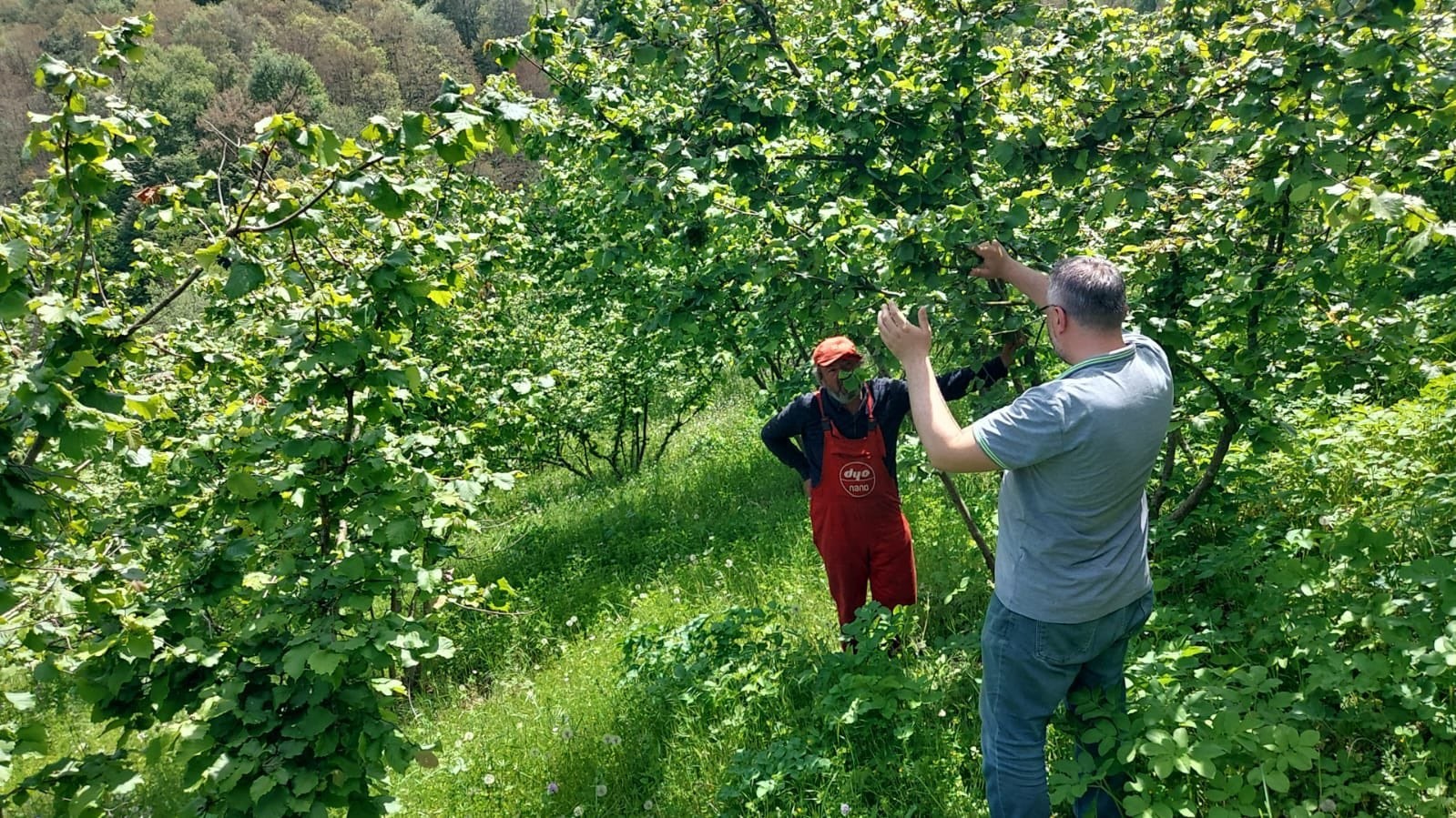 Zonguldak&rsquo;ta zirai don ve hastalık kontrolleri s&uuml;r&uuml;yor
