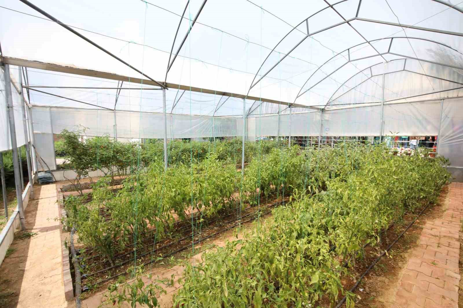 A&Uuml;&rsquo;de hastalara uygulamalı at&ouml;lyelerde tarım ve sanatla terapi
