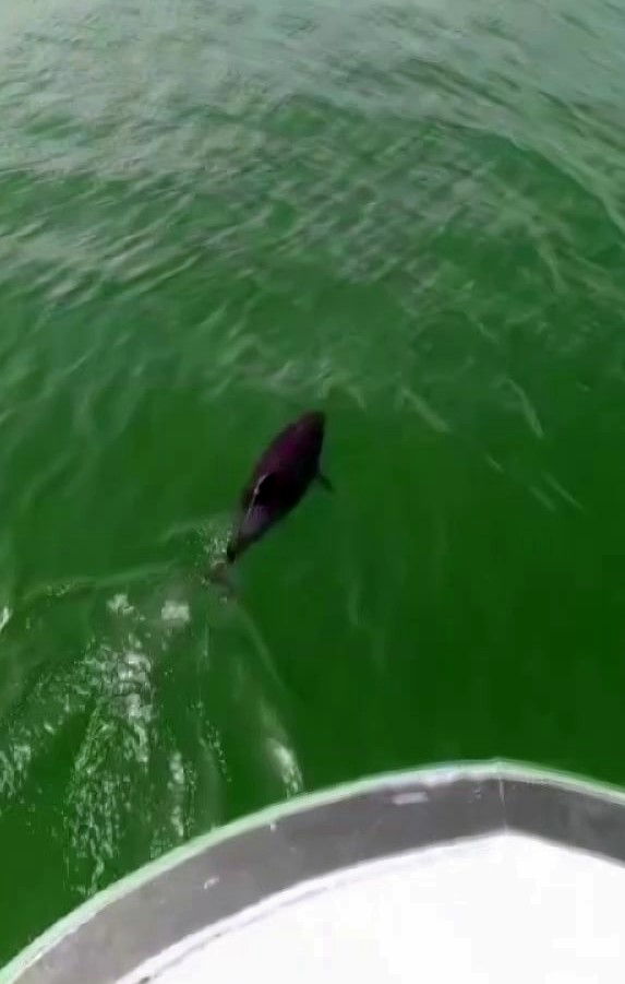 Ağlara değil, kalplere takıldı: Karasu&rsquo;da yunusu kurtarıp esprili s&ouml;zlerle uğurladı
