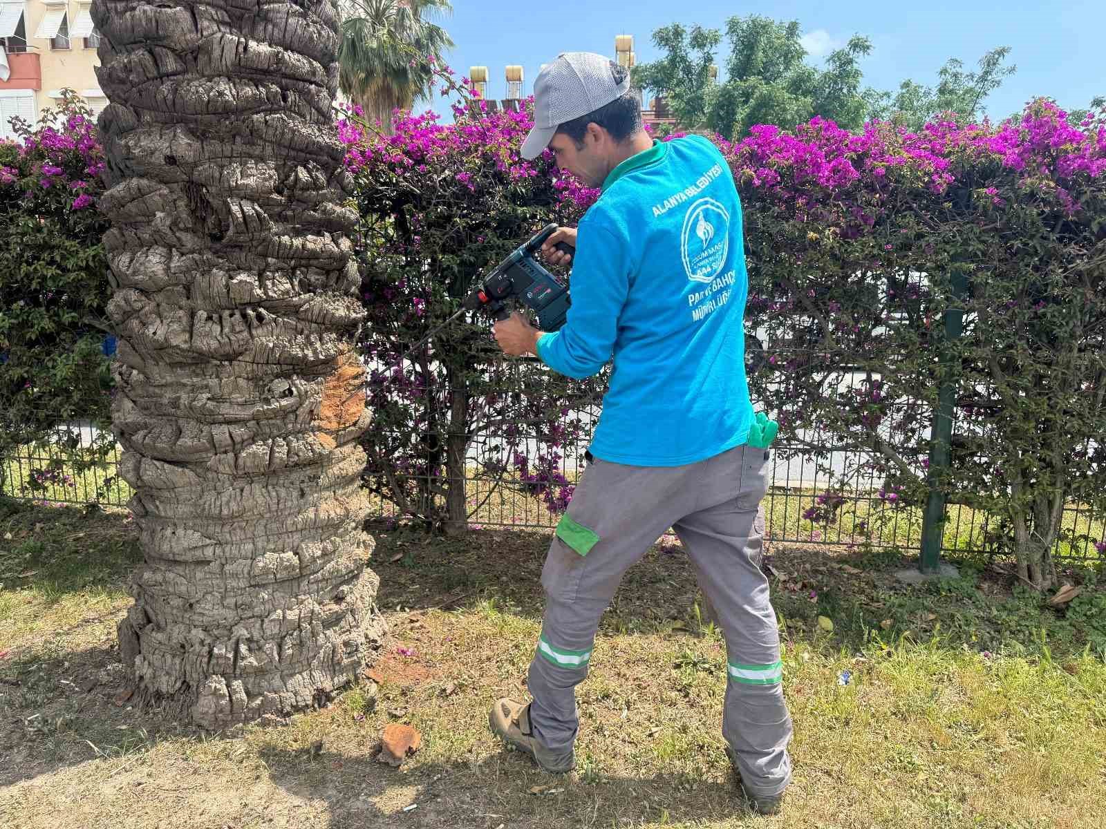 Alanya’da hurma ağaçlarına endoterapiyle uzun süreli koruma yapıldı

