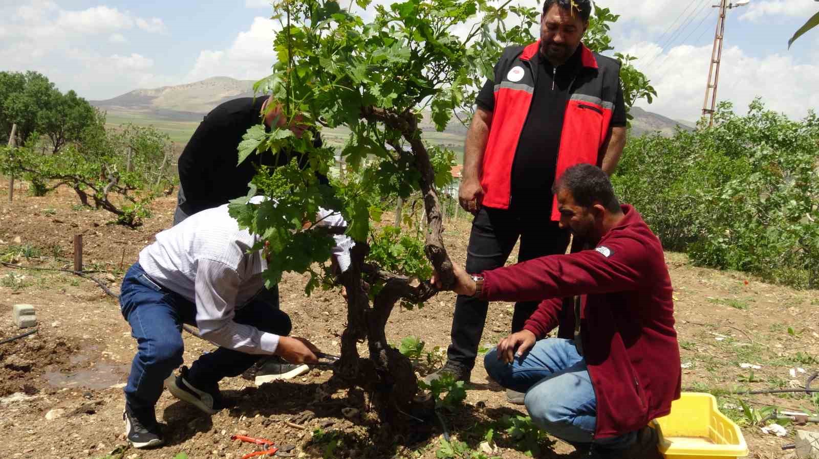 Gerc&uuml;ş&rsquo;te &uuml;z&uuml;m yetiştiricilerine &rsquo;modern bağcılık eğitimi&rsquo; verildi
