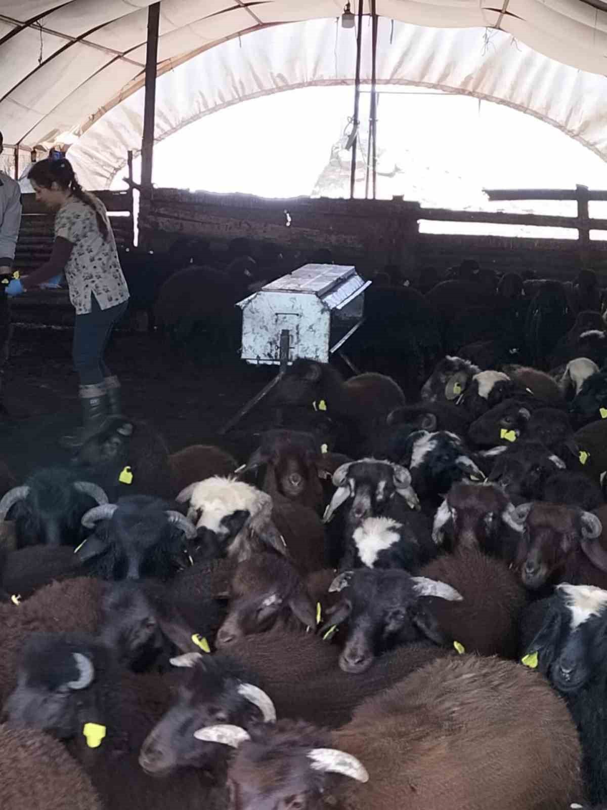 Elazığ’da aşılama ve küpeleme çalışmaları sürüyor