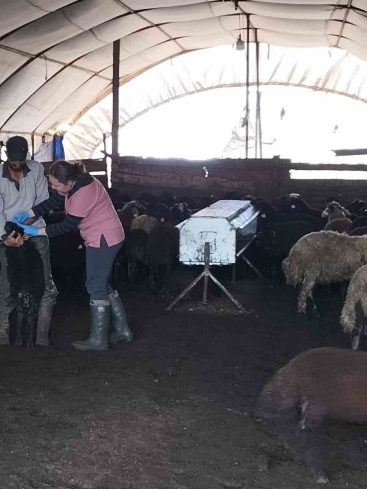 Elazığ’da aşılama ve küpeleme çalışmaları sürüyor