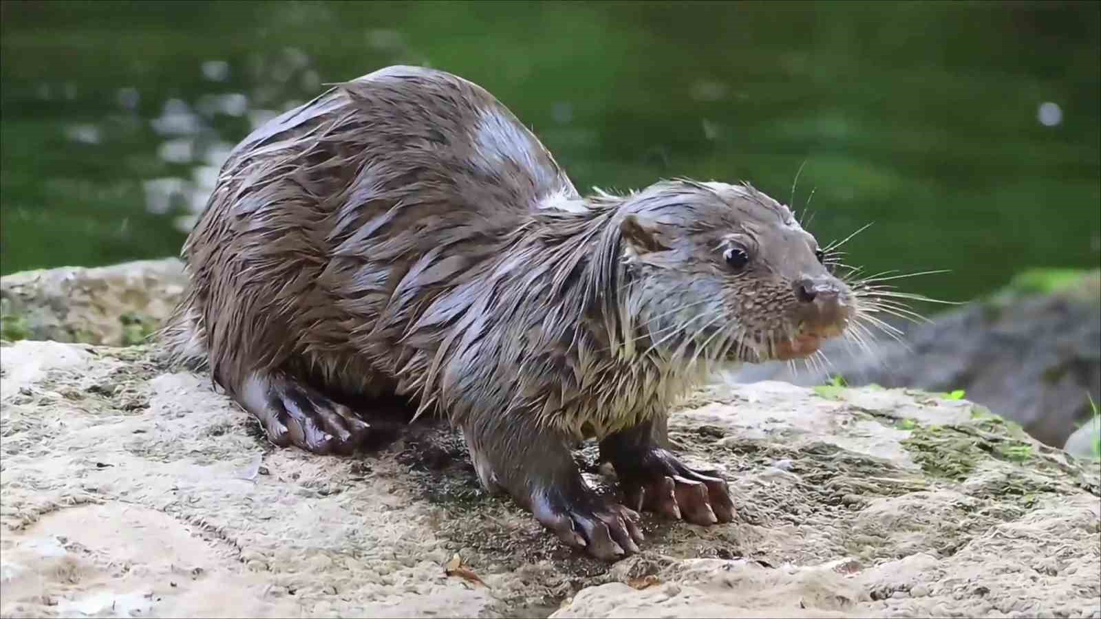 Su samuru avladığı yengeci yerken görüntülendi