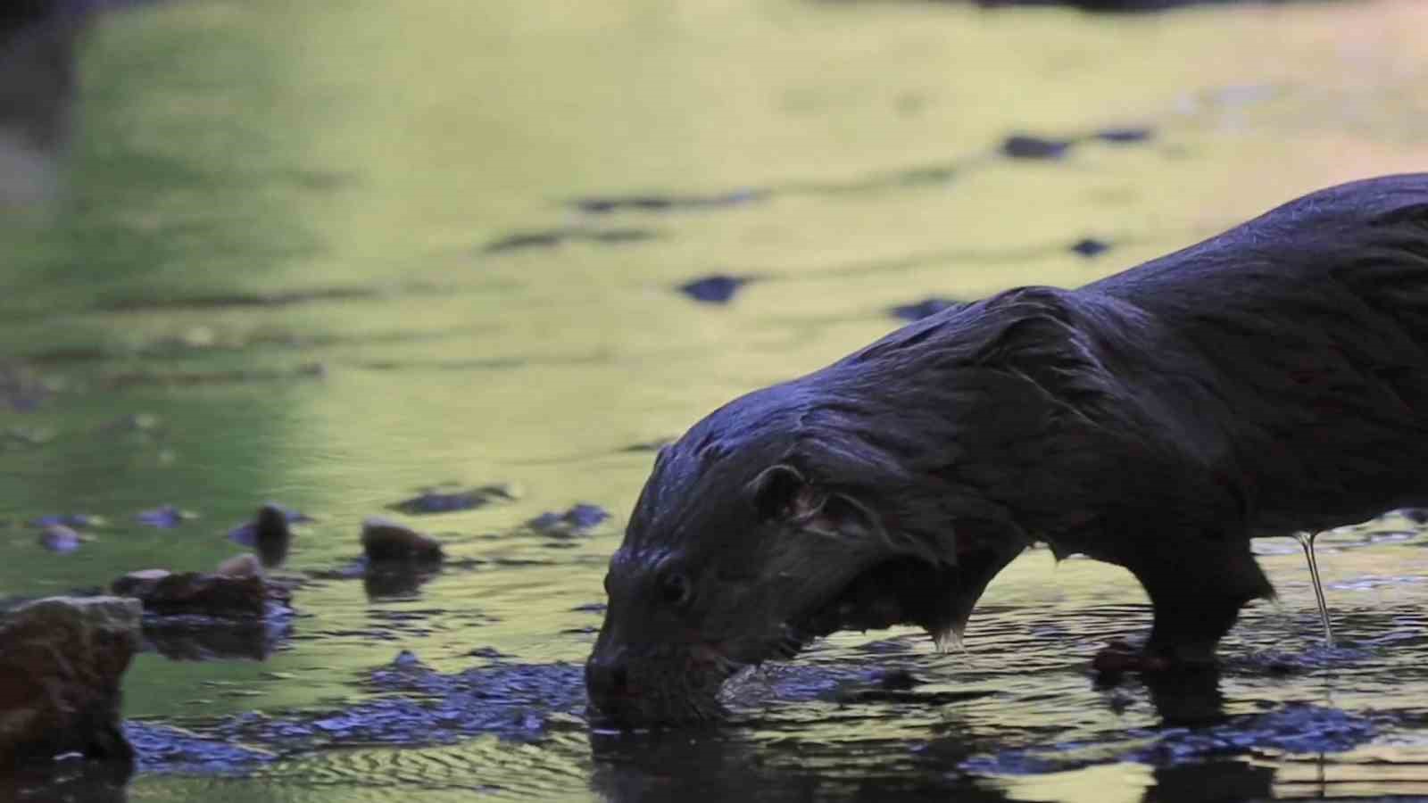 Su samuru avladığı yengeci yerken g&ouml;r&uuml;nt&uuml;lendi
