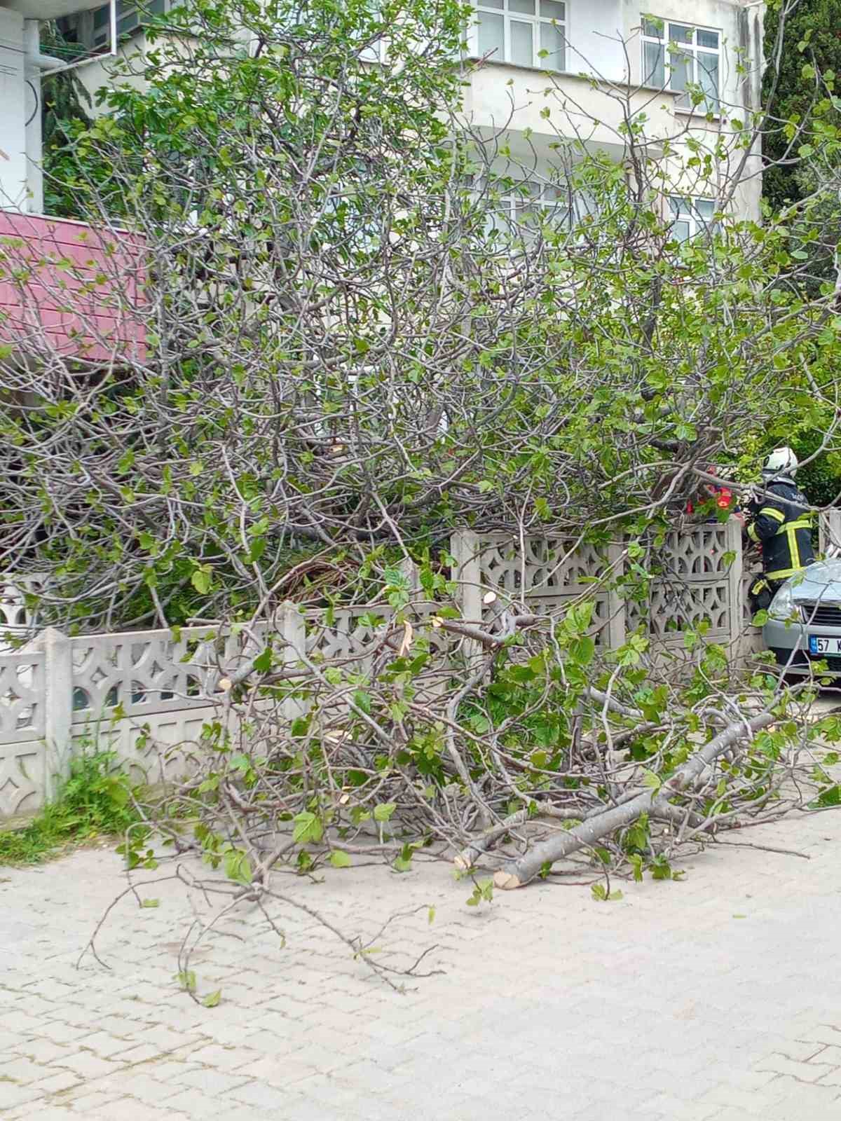 Sinop&rsquo;ta incir ağacı otomobilin &uuml;st&uuml;ne devrildi
