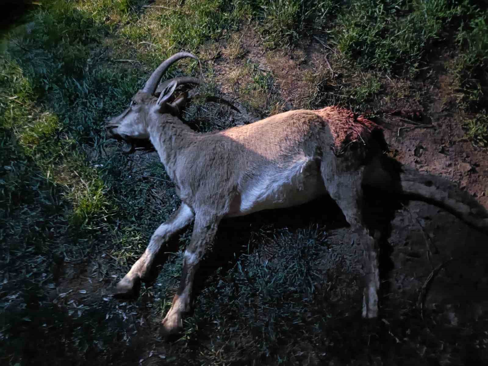 Konya’da koruma altındaki yaban keçisini avlayan 2 kişiye 687 bin 974 lira ceza kesildi