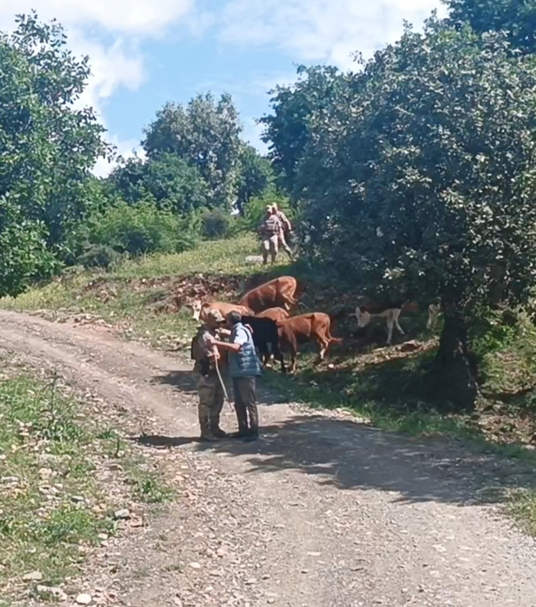 Batman’da kayıp 15 büyükbaş hayvan, jandarma tarafından bulundu