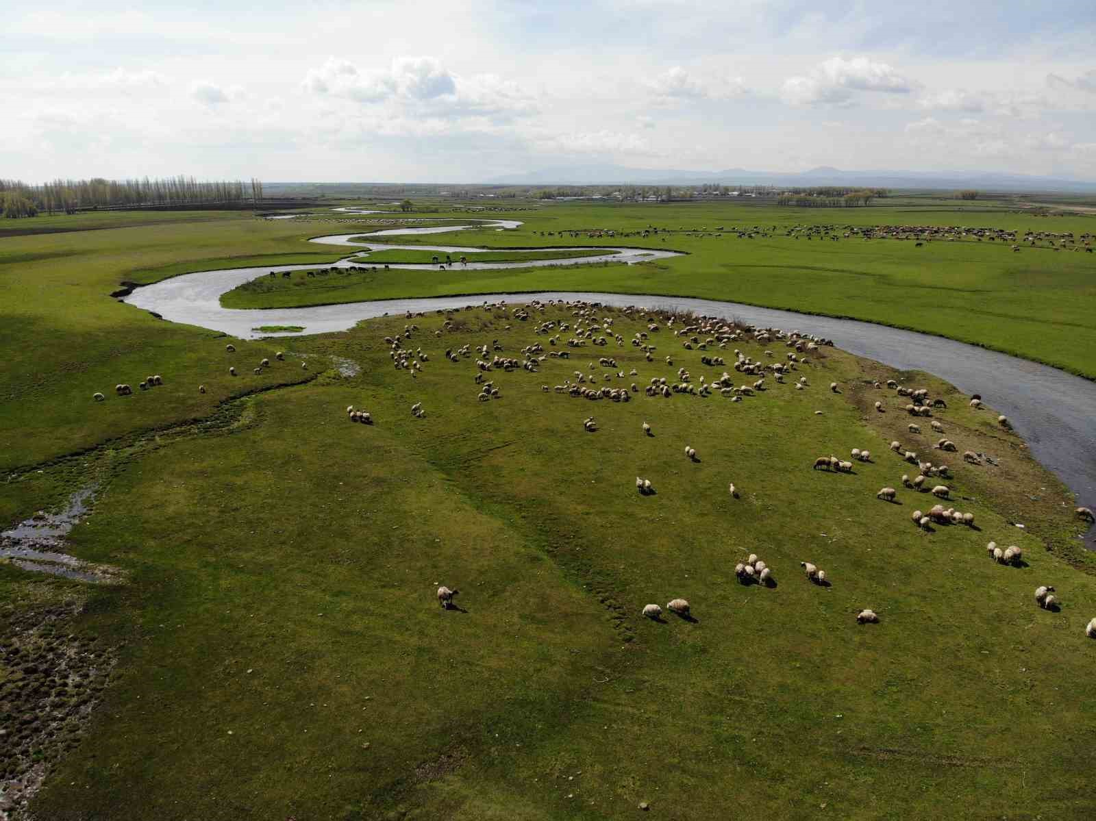 Kars’ta meralarda hayvan sesleri yükseliyor
