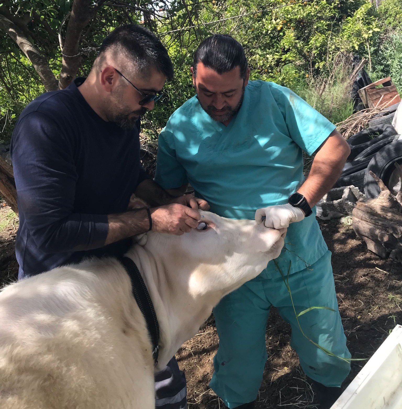 Ortaca Okçular Mahallesi’nde Brucella aşılaması gerçekleştirildi