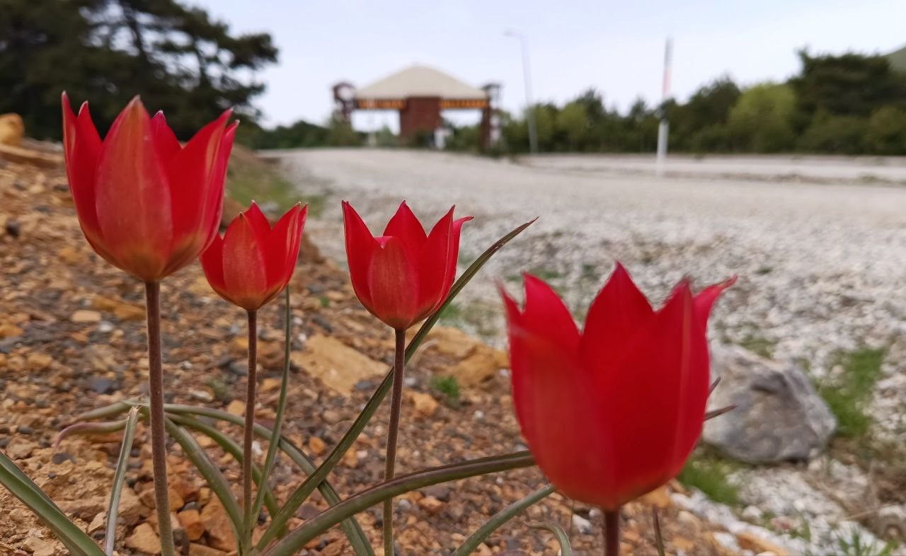 Lalenin anayurdu Orta Asya, kalbi Manisa’da