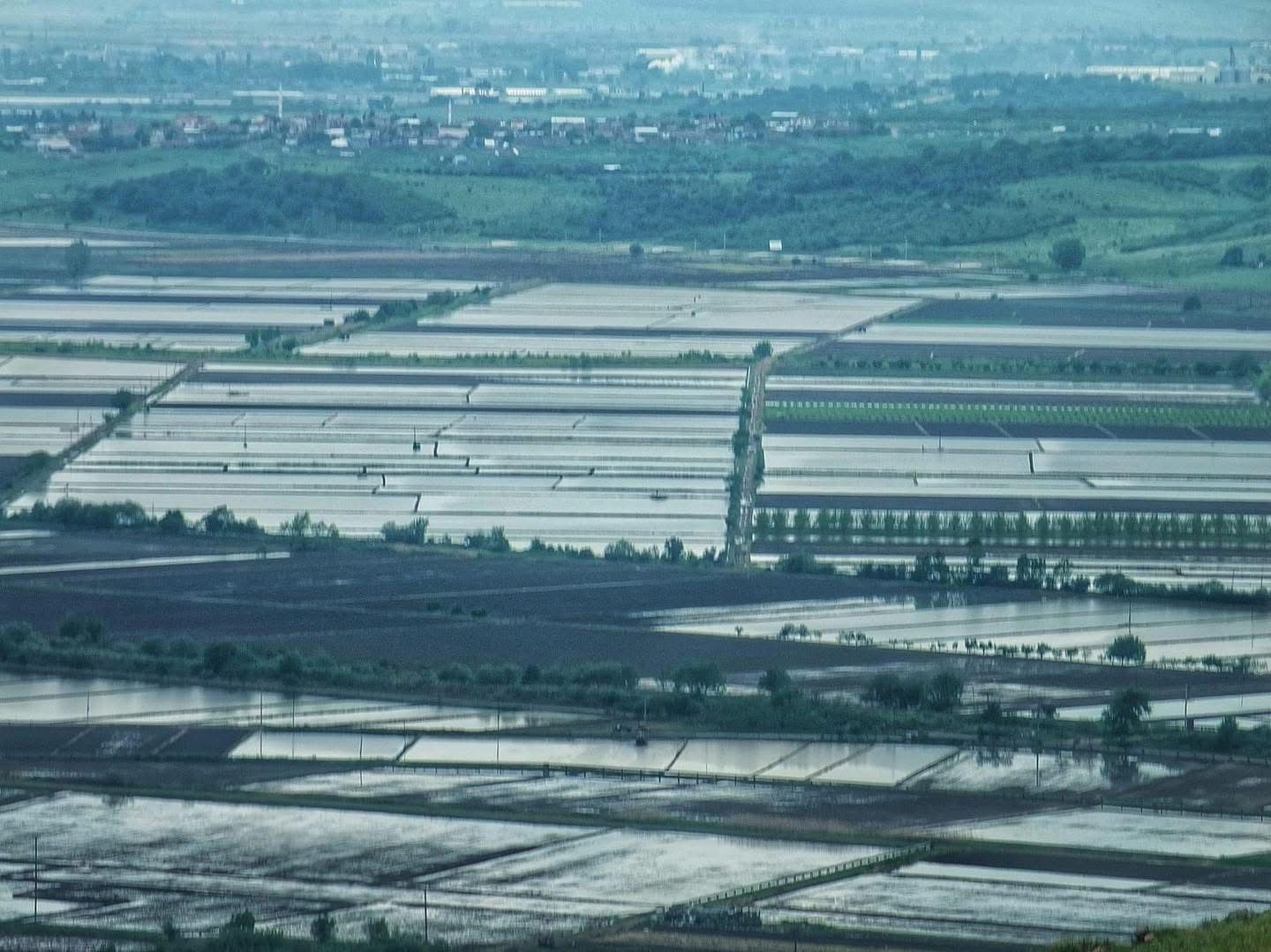 2025 sezonunda çeltik ekimine sınırlama uygulanacak