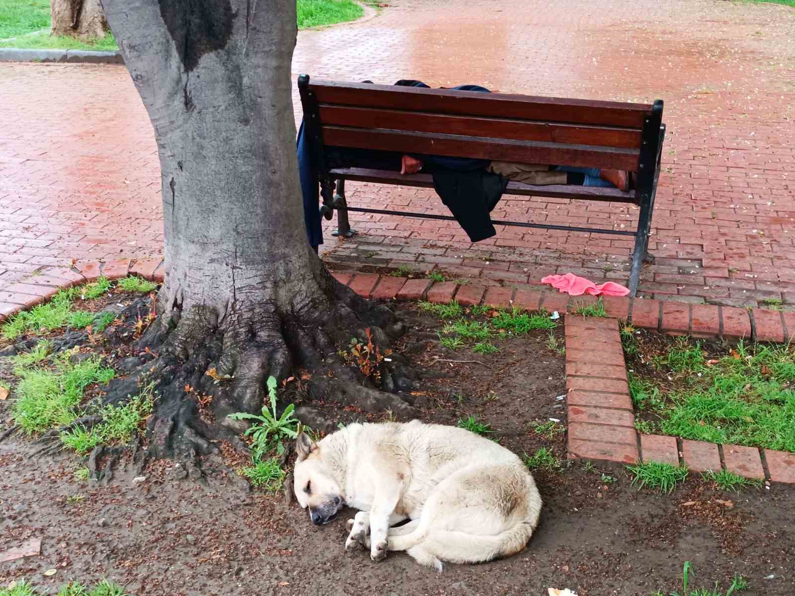 Köpeğin sadakati: Bankta uyuyan adamı yalnız bırakmadı
