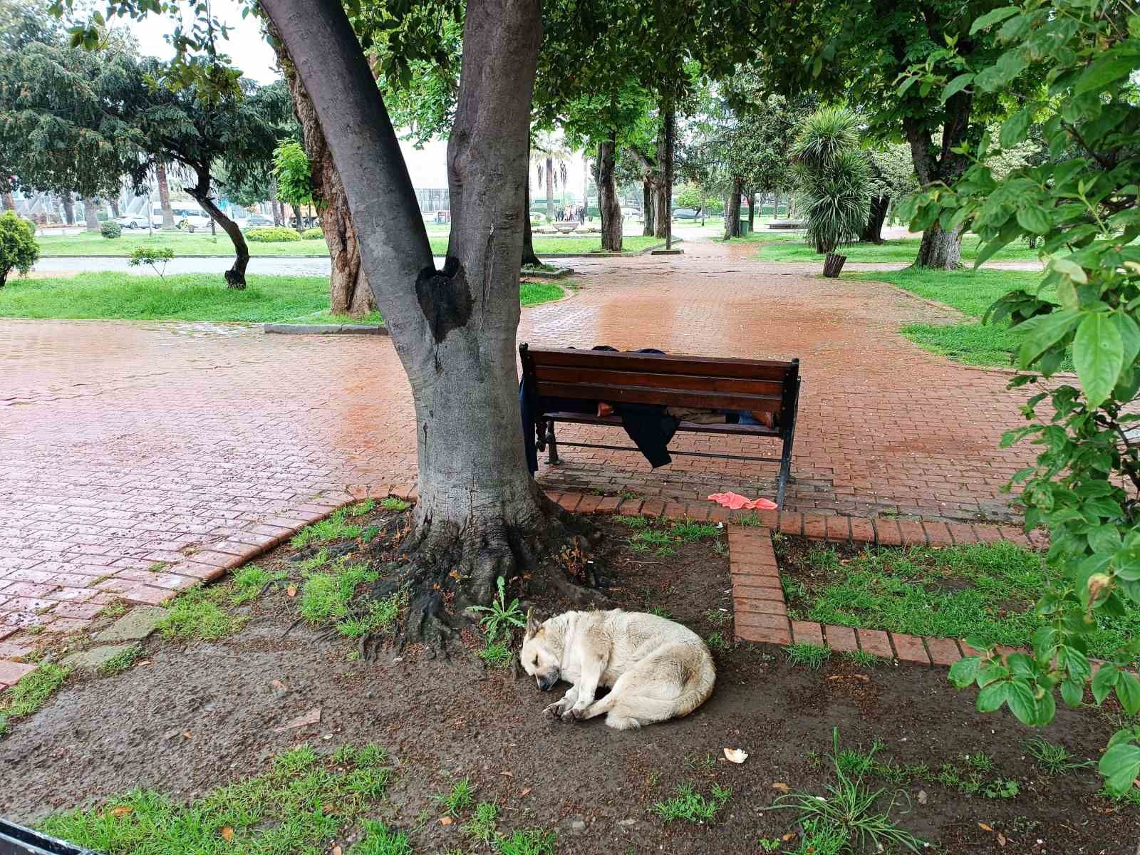 K&ouml;peğin sadakati: Bankta uyuyan adamı yalnız bırakmadı
