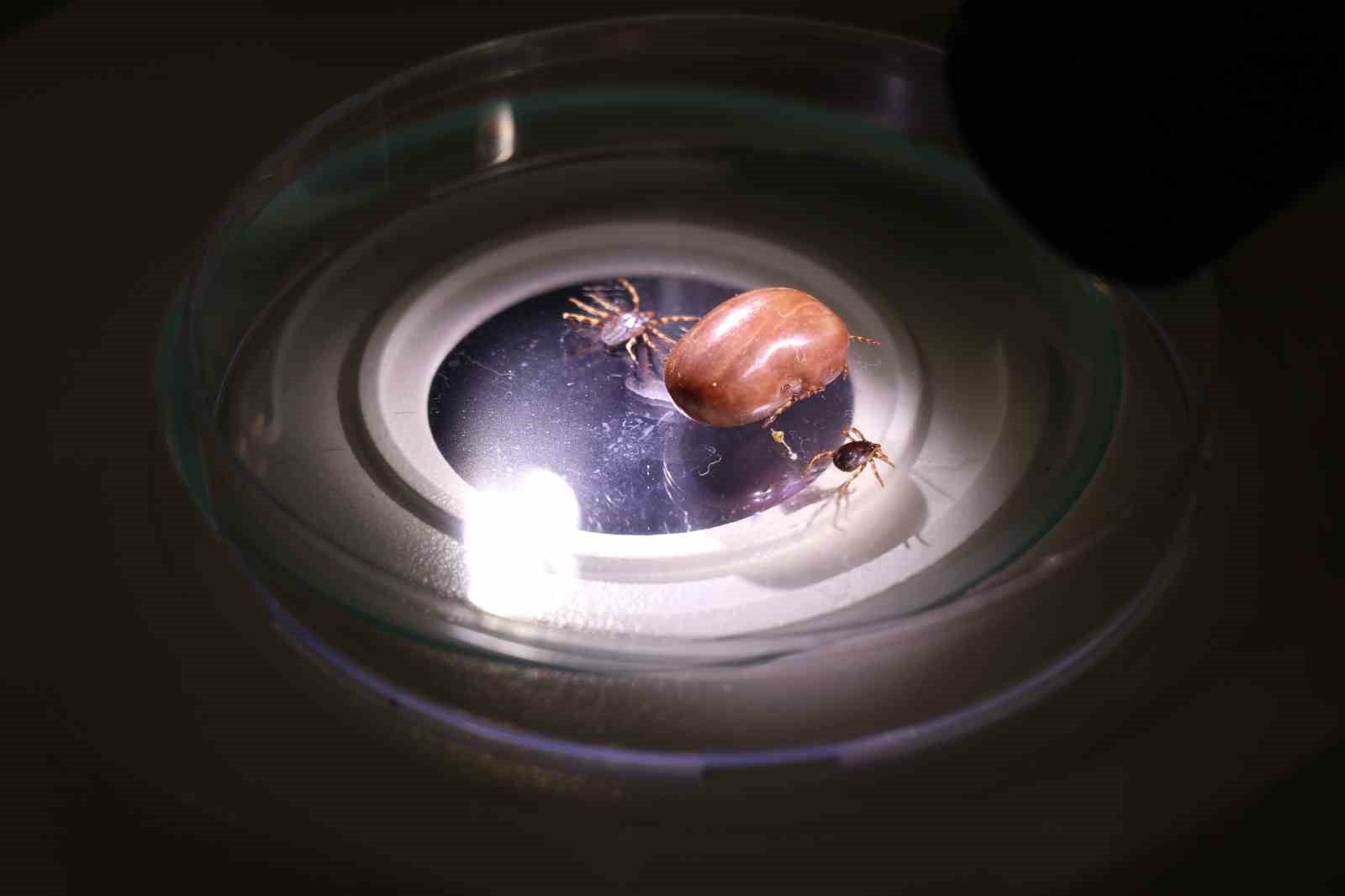 Uzmanı uyardı: "Hayvanların üzerindeki keneler elle koparılmamalı"