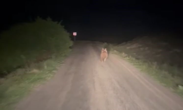 Yolda karşılaştığı ayıyı aracıyla kovaladı