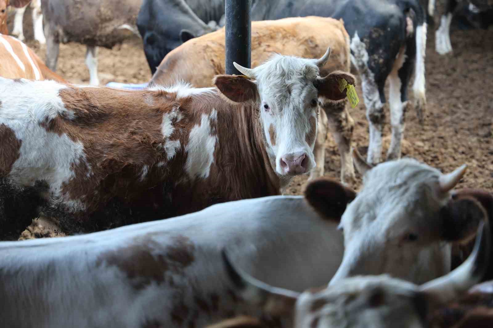 Konya’da son zamanlarda kurbanlık hayvan seçiminin yönü bu yıl büyükbaş hayvan oldu
