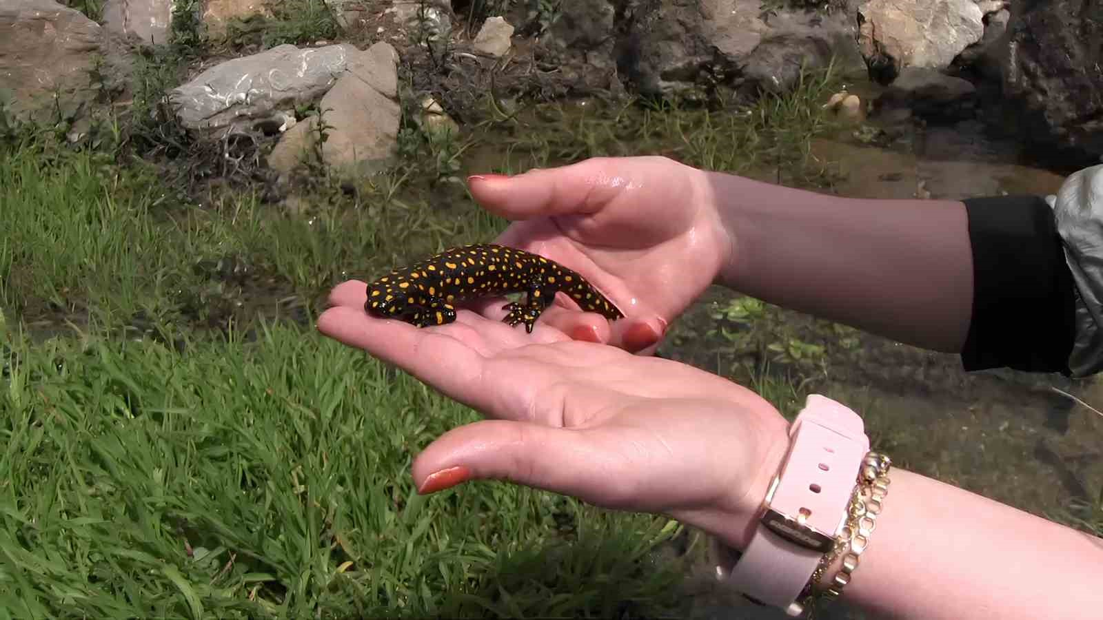 Siirt’te nesli tükenme tehlikesi altında olan benekli semender görüntülendi