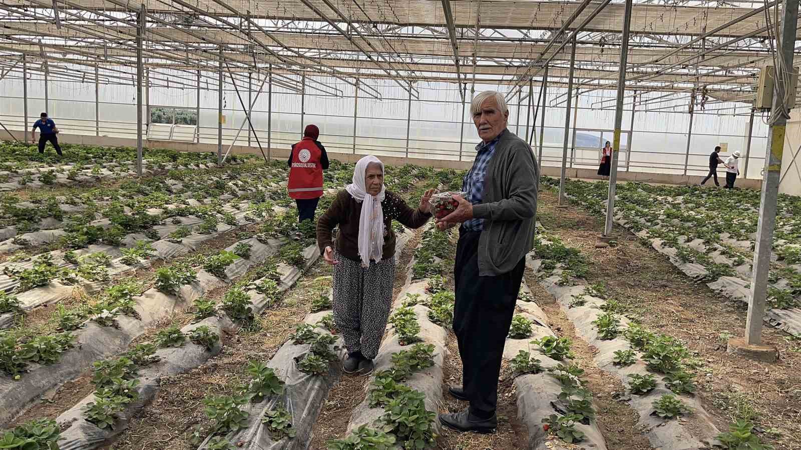 Huzurevinde kalan büyükler ve koruma altındaki çocuklar, çilek hasadı yaptı 