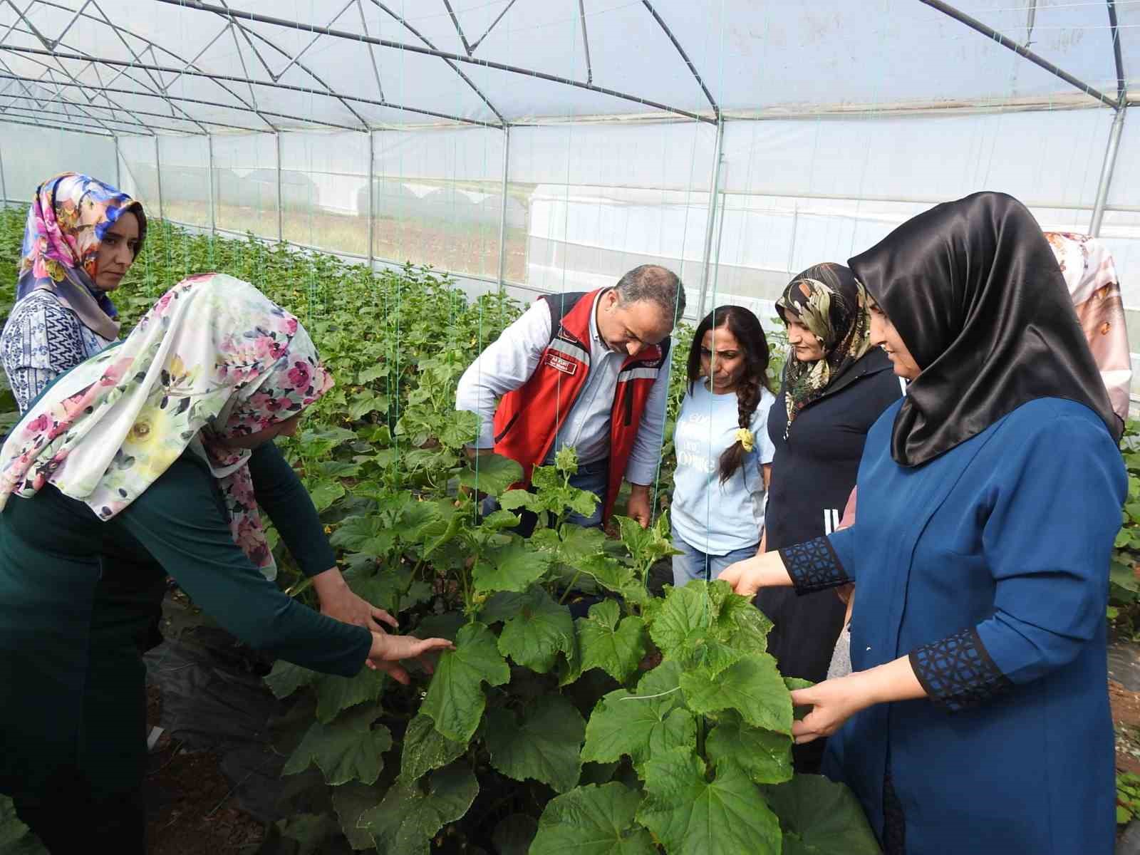 Seracı kadınlar günlük 500 kilo ürün alıyor
