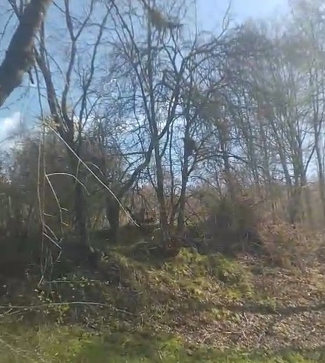 Kangallardan korkan ayı ağaca tırmandı