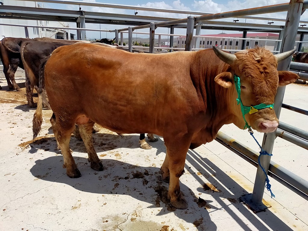 Sivas’da kurban pazarı bu yıl Kovalı Mevkii’nde kurulacak