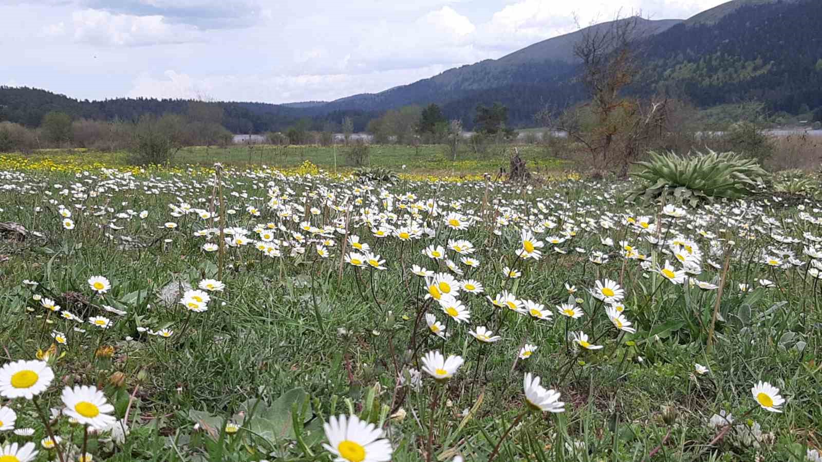 Rengarenk çiçekler göz kamaştırdı