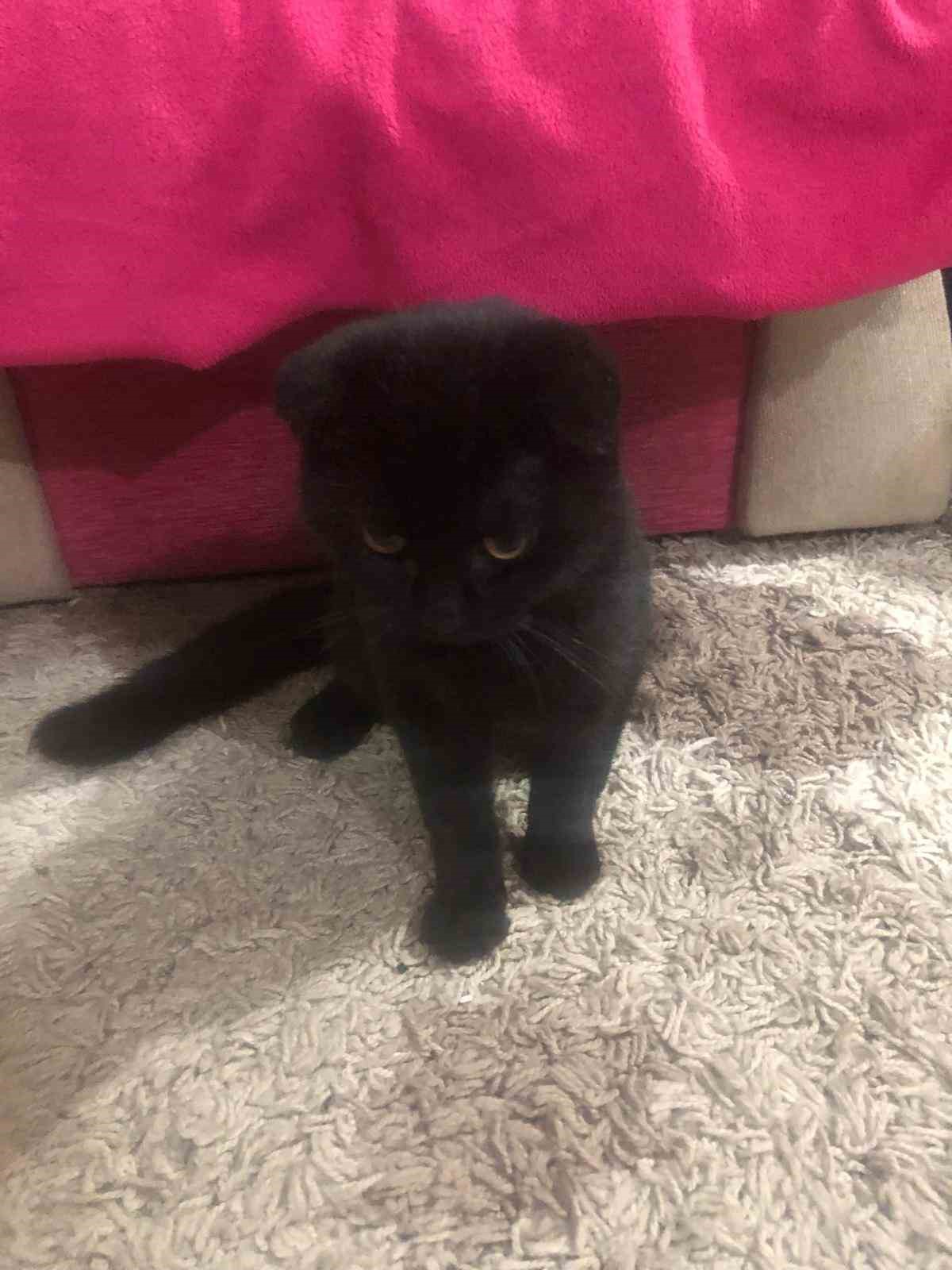 Ankara’daki kedi hırsızlığı kameraya yansıdı