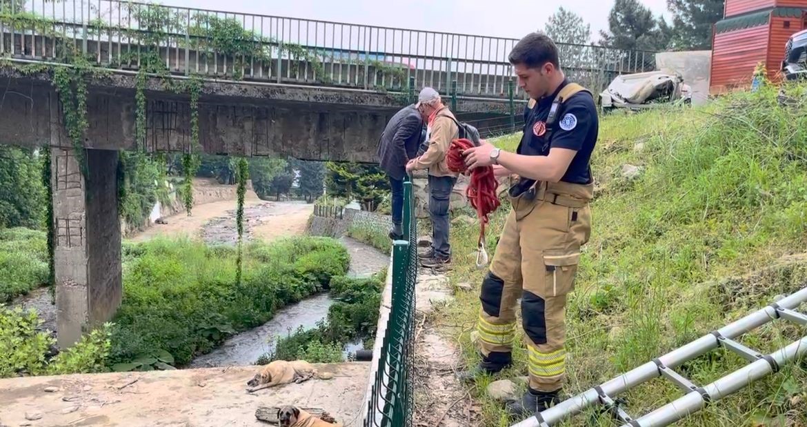 Derede mahsur kalan Kangal köpeklerini sahibi suya atlayıp kurtardı