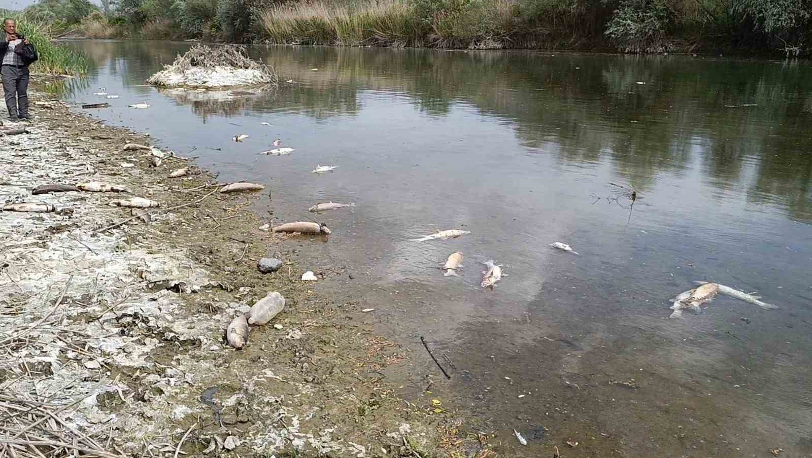 Kızılırmak Nehri’nde elektrik akımıyla avlanan şahıslar onlarca balığı telef etti
