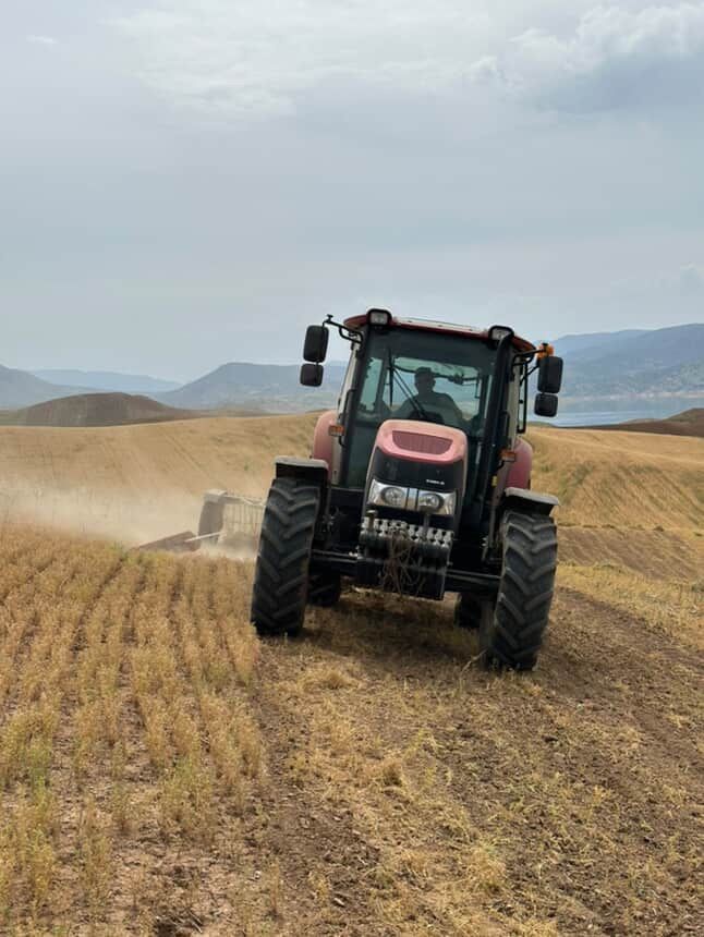 Siirt’te yılın ilk mercimek hasadı yapıldı
