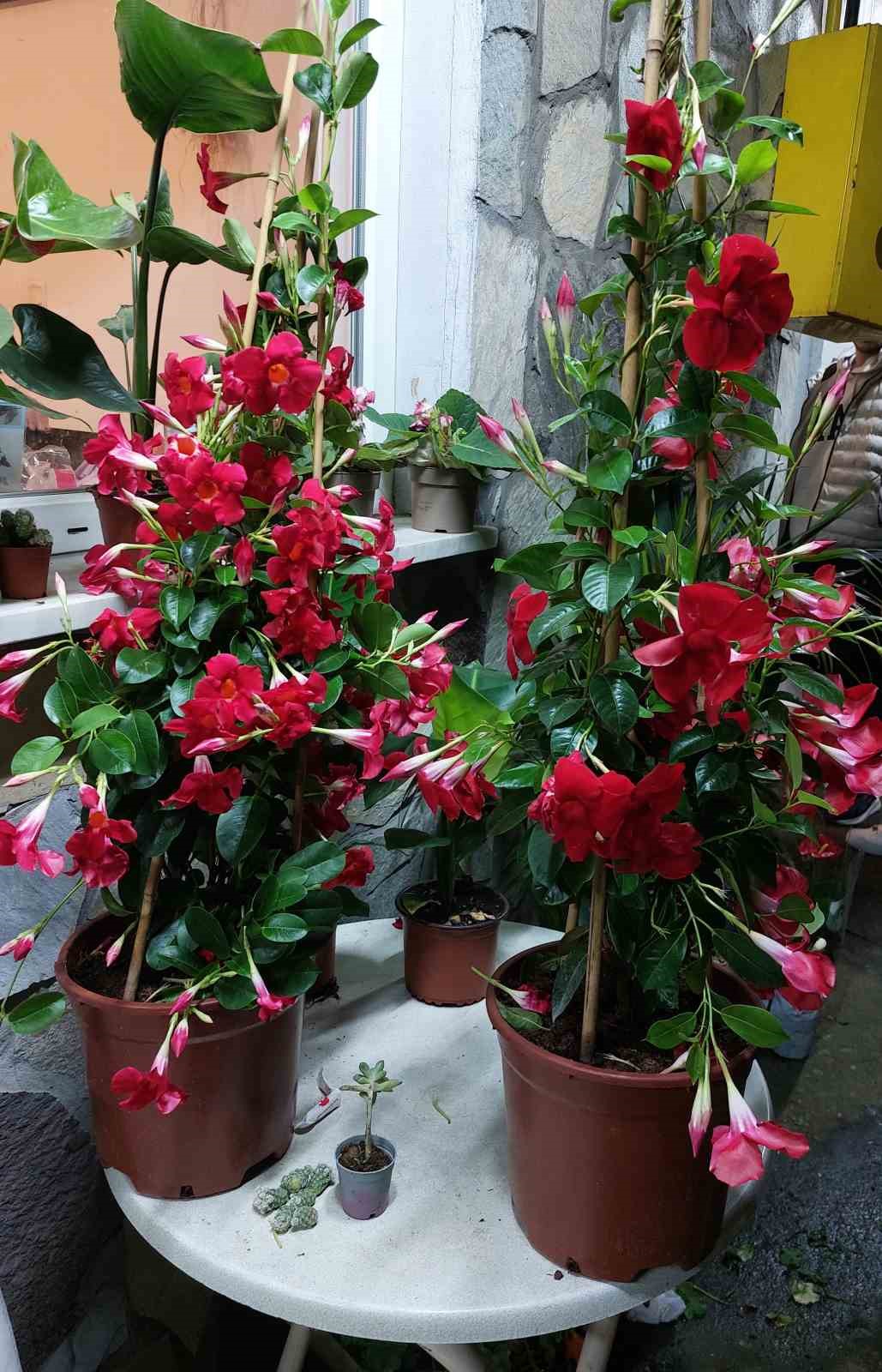 &Ccedil;i&ccedil;ek&ccedil;ilerin &rsquo;Anneler G&uuml;n&uuml;&rsquo; mesaisi
