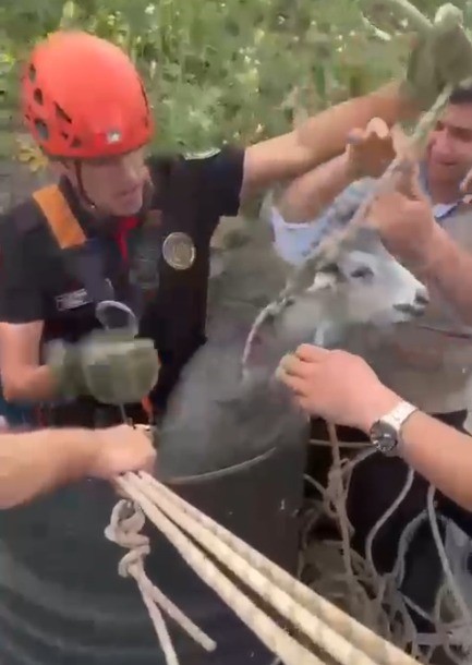 Kahramanmaraş’ta kuyuya düşen keçi kurtarıldı