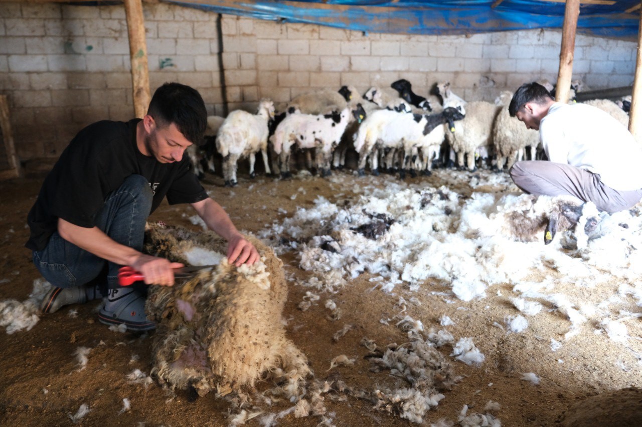 Erzincan&rsquo;da kuzu kırkım sezonu başladı
