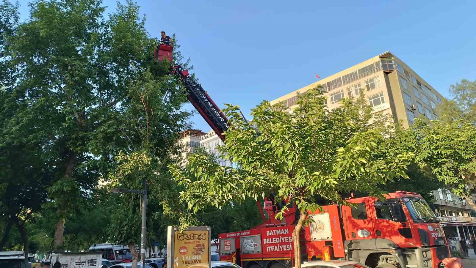 Batman’da ağaçtan düşen yavru kargalar itfaiye ekiplerince yuvaya bırakıldı