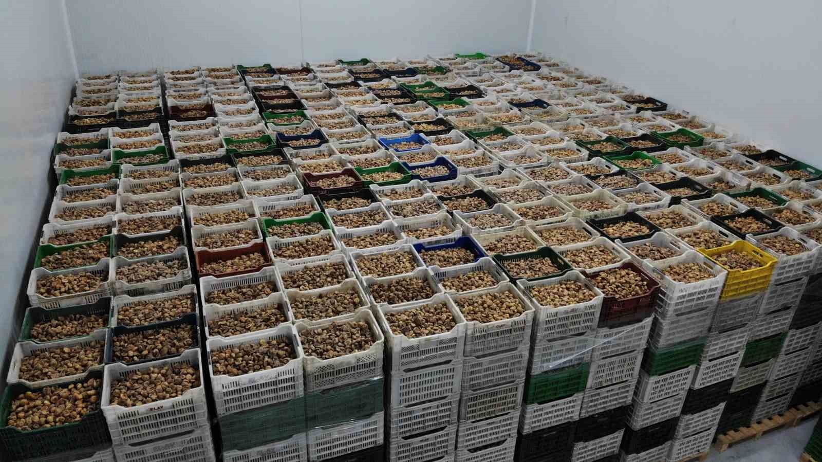 Kuru incir ihracatı yüzde 28 büyüdü