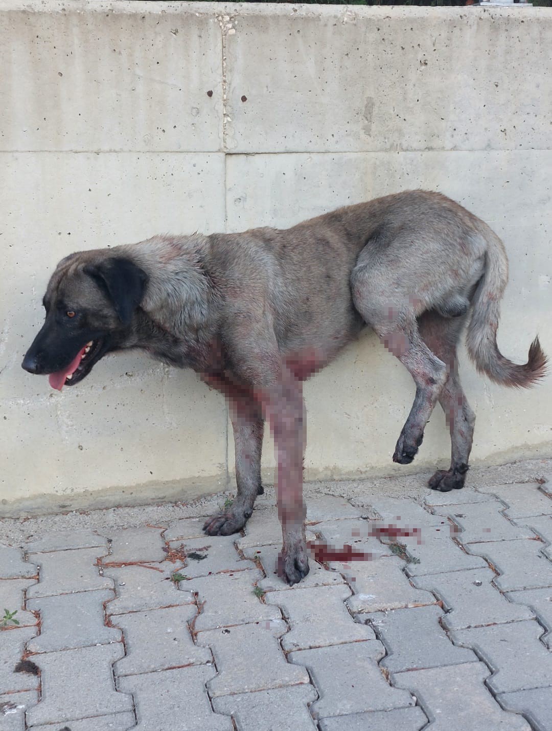 Malkara OSB&rsquo;de gece saatlerinde toplanan k&ouml;pekler tedirginliğe neden oluyor
