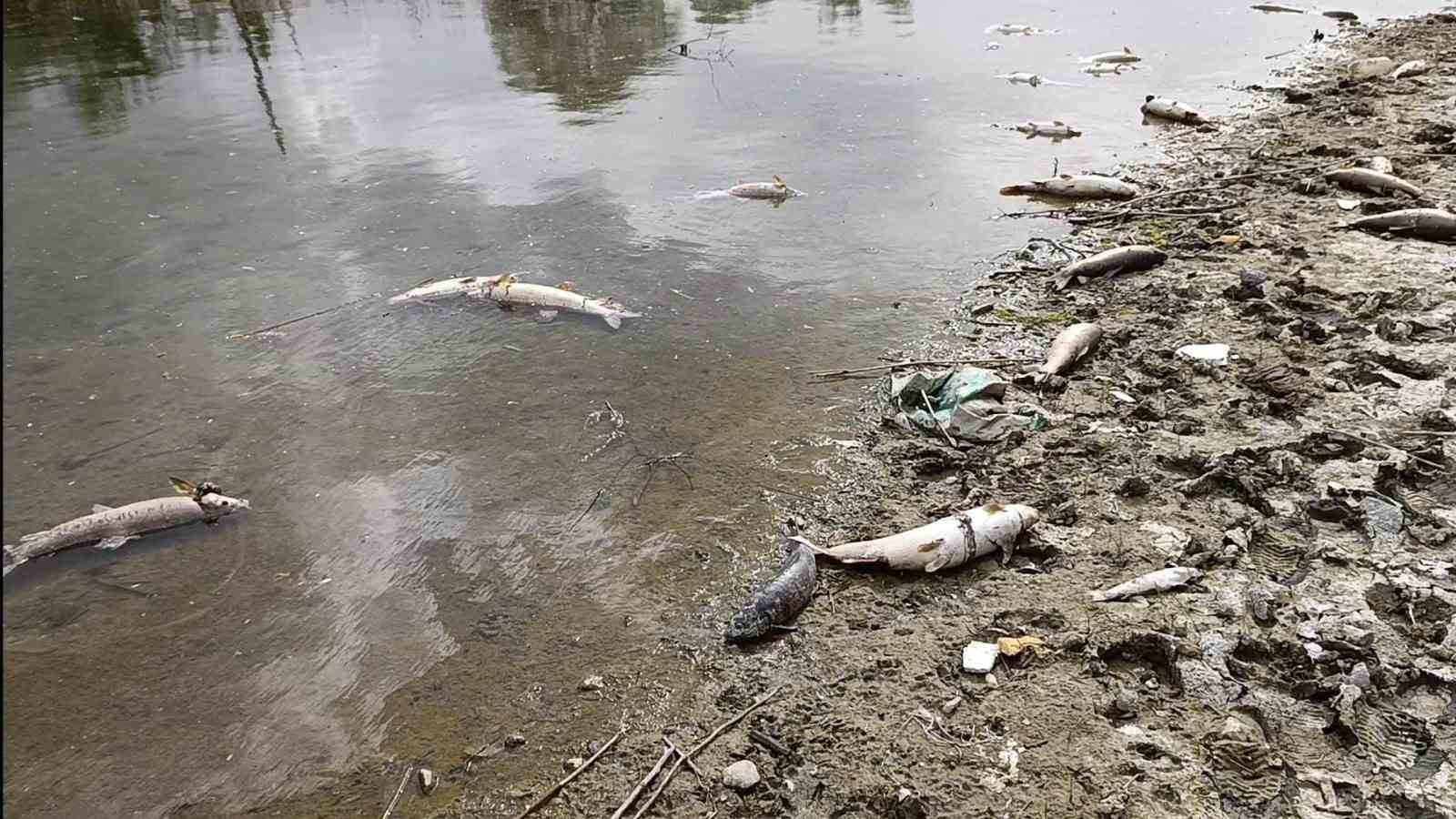 Kızılırmak Nehri’nde elektrik akımıyla avlanan şahıslar onlarca balığı telef etti