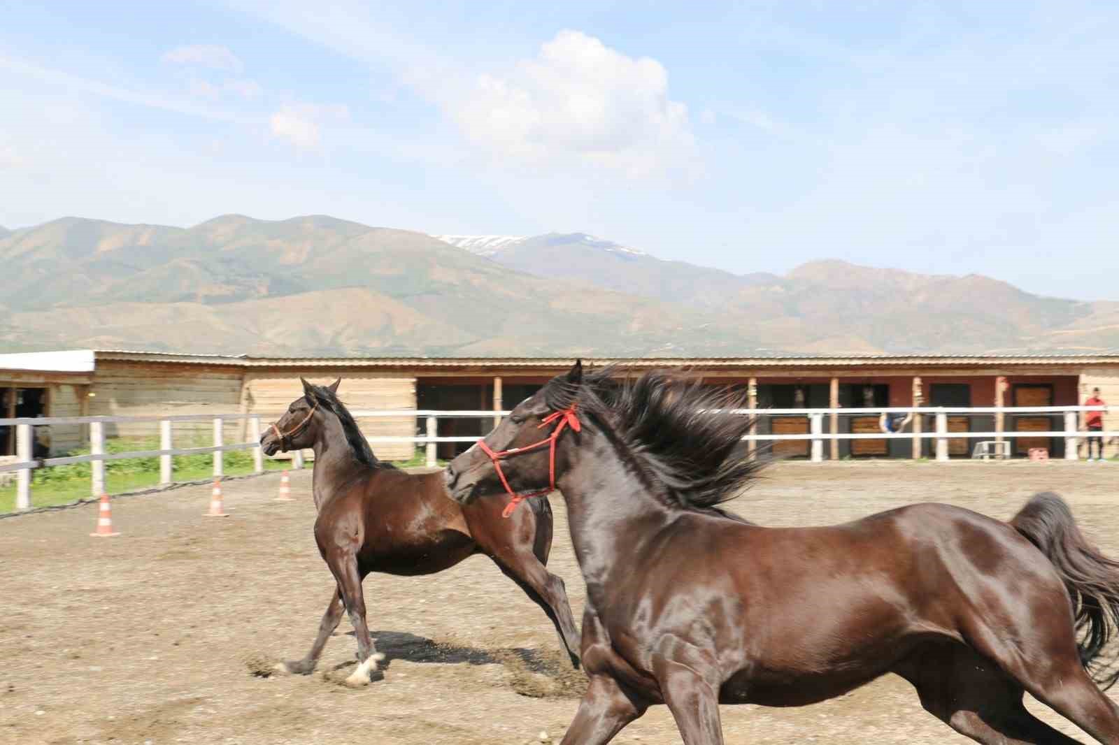 Koçaker, atlı spor kulübünde incelemelerde bulundu