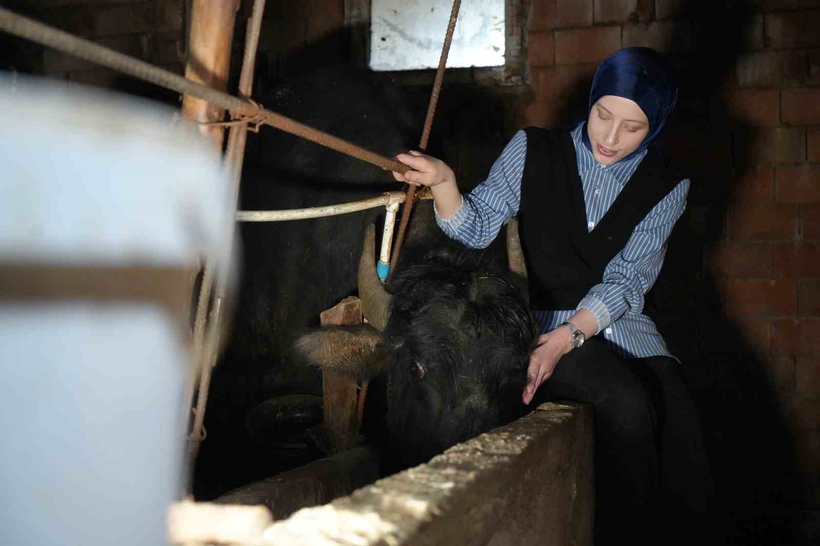 Bayburt&rsquo;un tek kadın manda yetiştiricisi devlet desteğiyle kendi &ccedil;iftliğini kurdu: Mandaları k&ouml;y&uuml;n simgesi oldu
