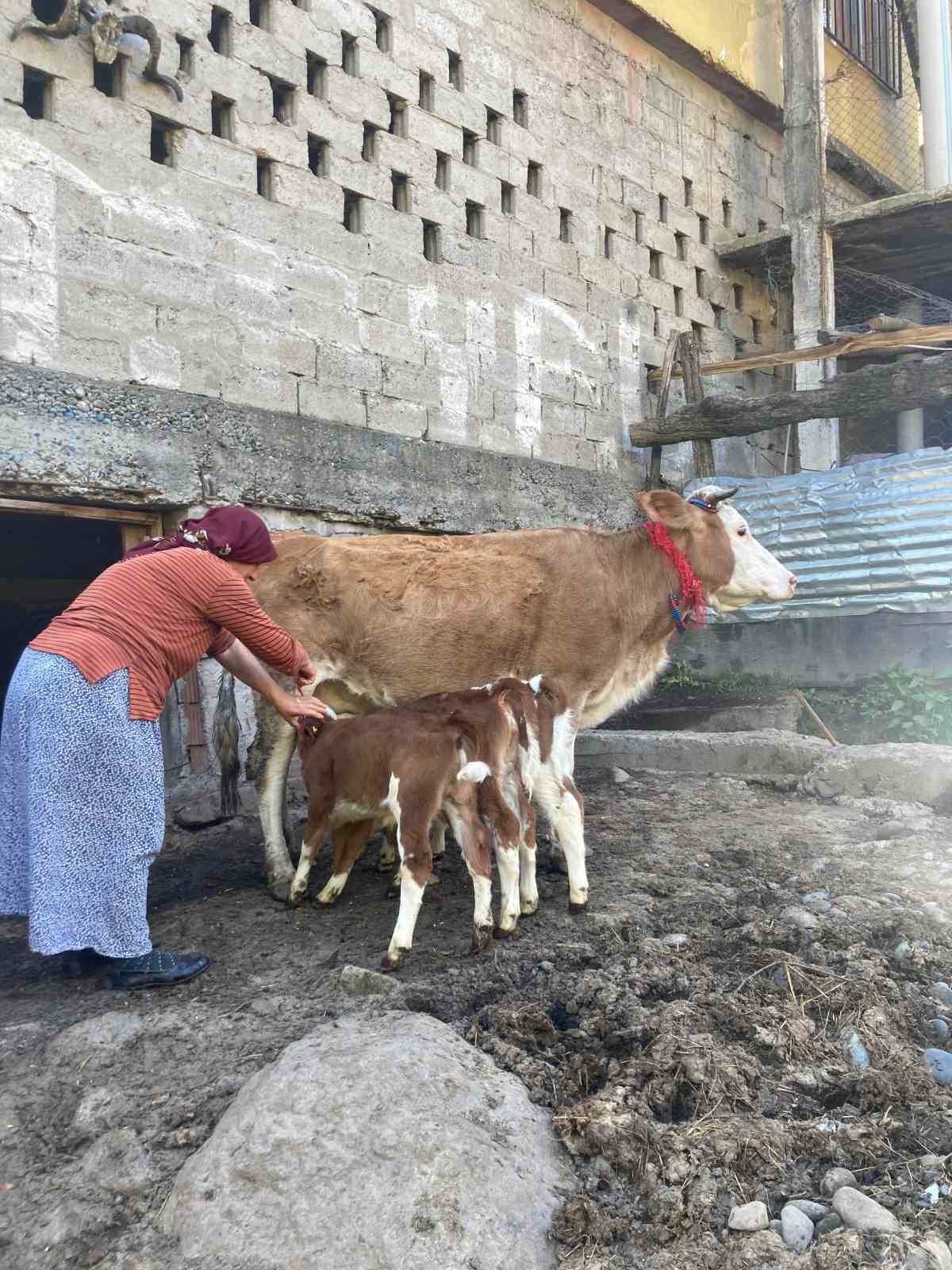 Artvin’de bir inek dördüz doğurdu, aile büyük sevinç yaşadı