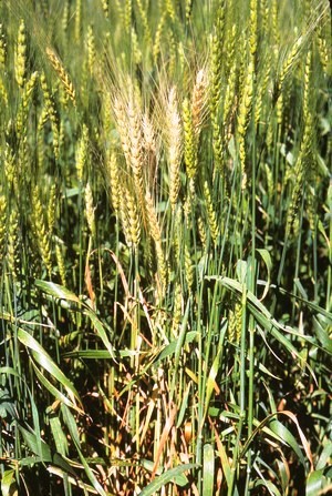 Buğday üreticilerine uyarı: Kök ve kökboğazı çürüklüğüne dikkat