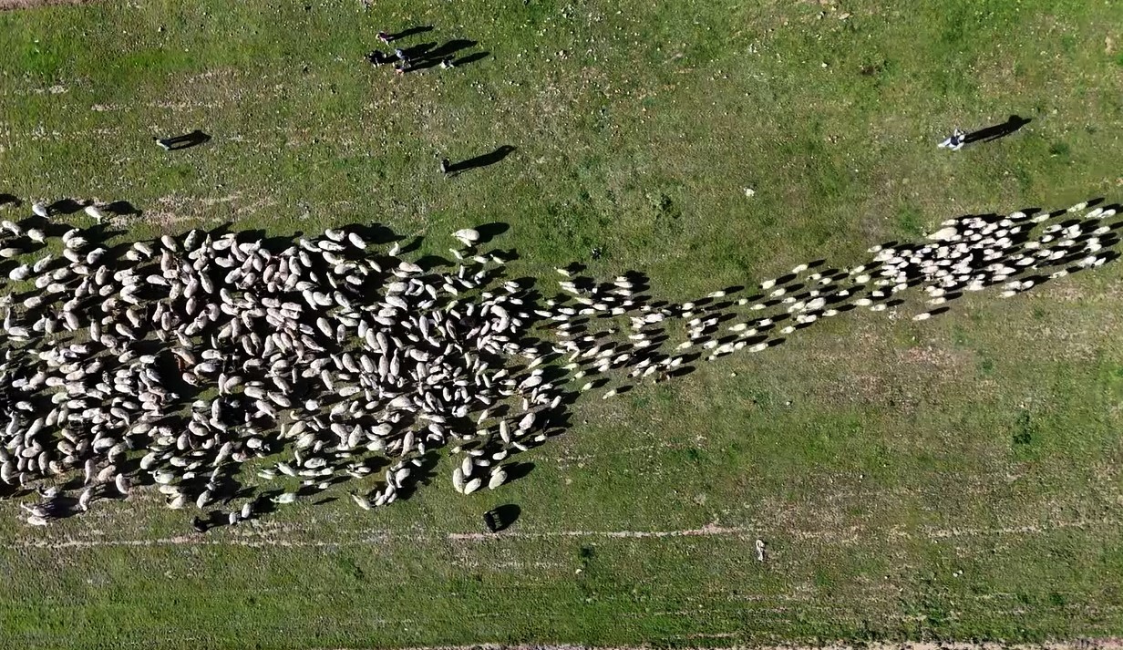 Ahlat’ta koyun ve kuzuların buluşması havadan görüntülendi
