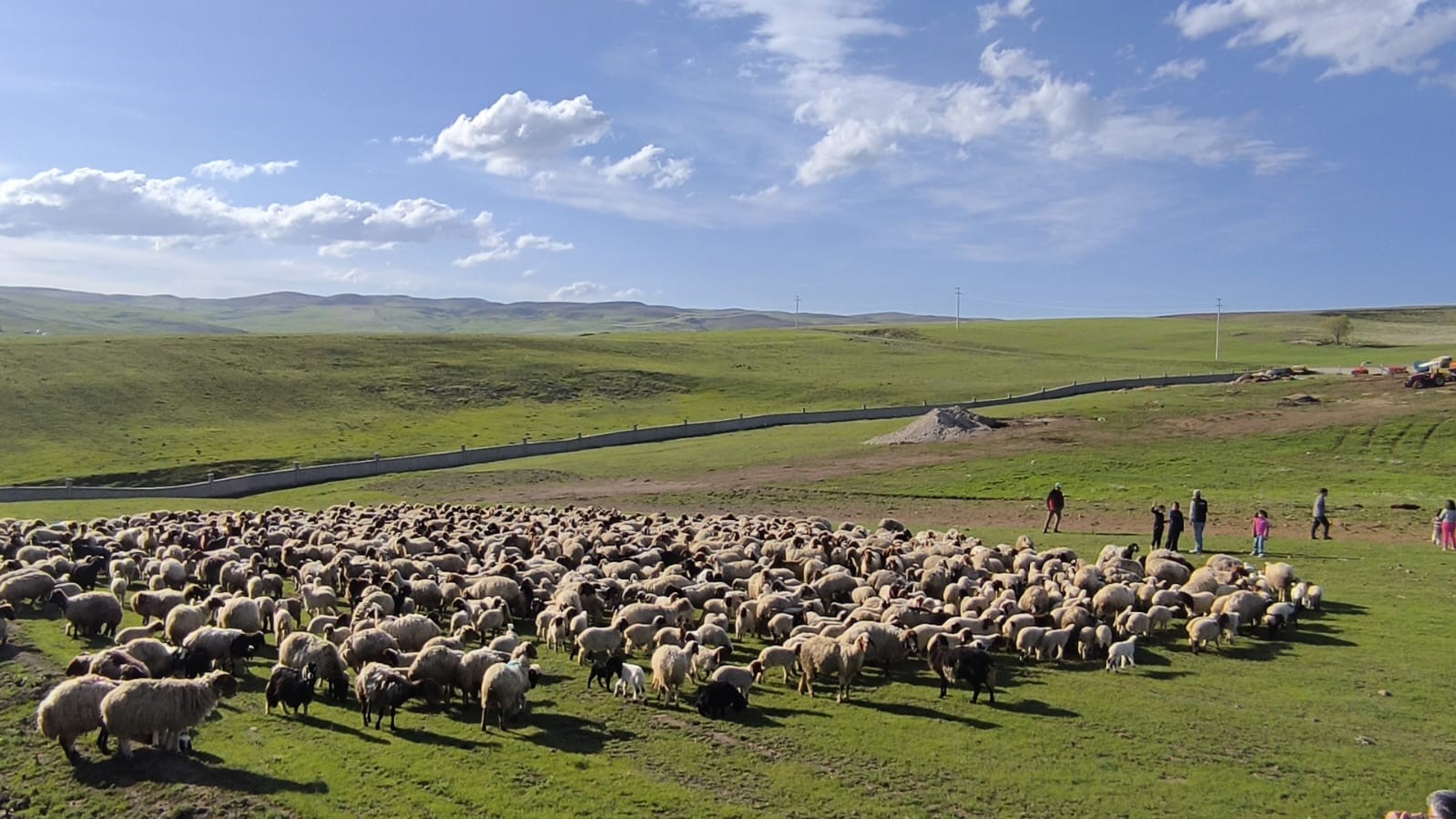 Ahlat’ta koyun ve kuzuların buluşması havadan görüntülendi