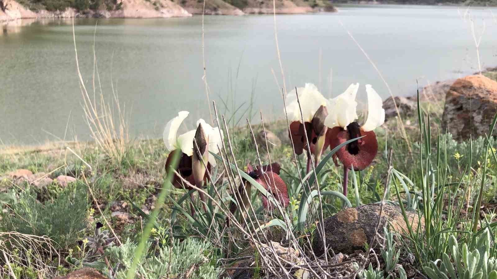 Kars’ta ‘kurt kulağı’ çiçeği göz kamaştırdı
