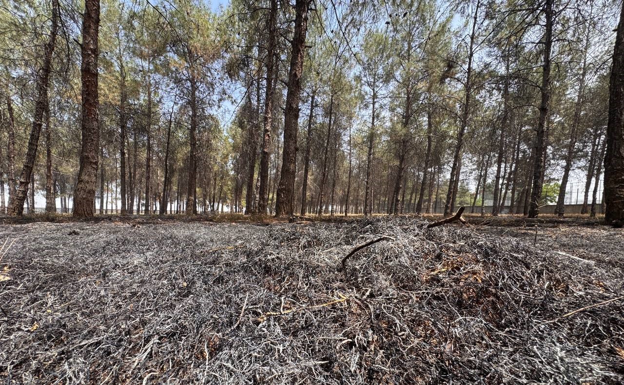 Ormanlık alandaki ağa&ccedil;lar yandı
