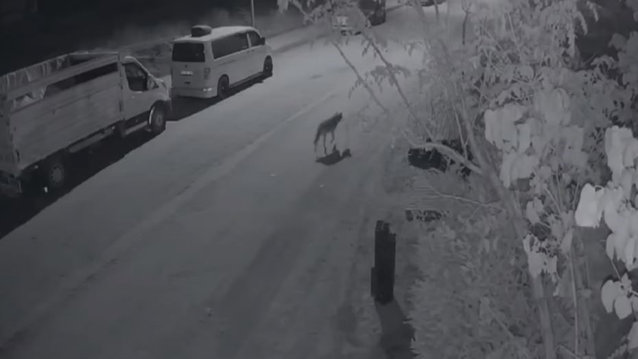 Elazığ&rsquo;da a&ccedil; kalan kurt, şehir merkezine indi
