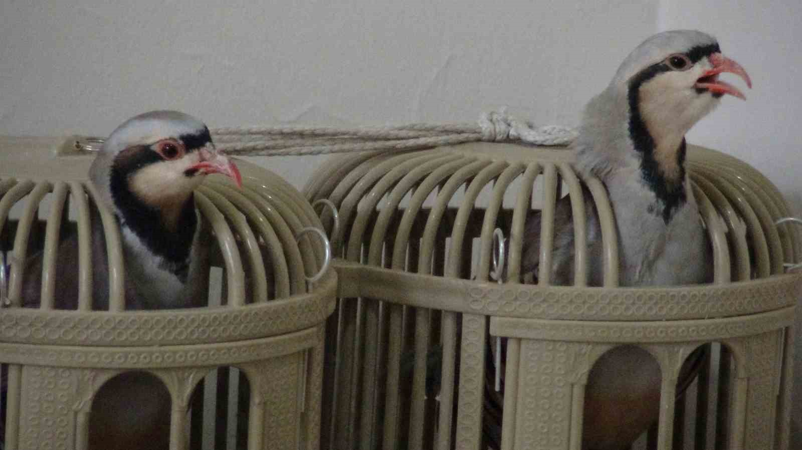 Keklik kafesi geçim kaynağı oldu