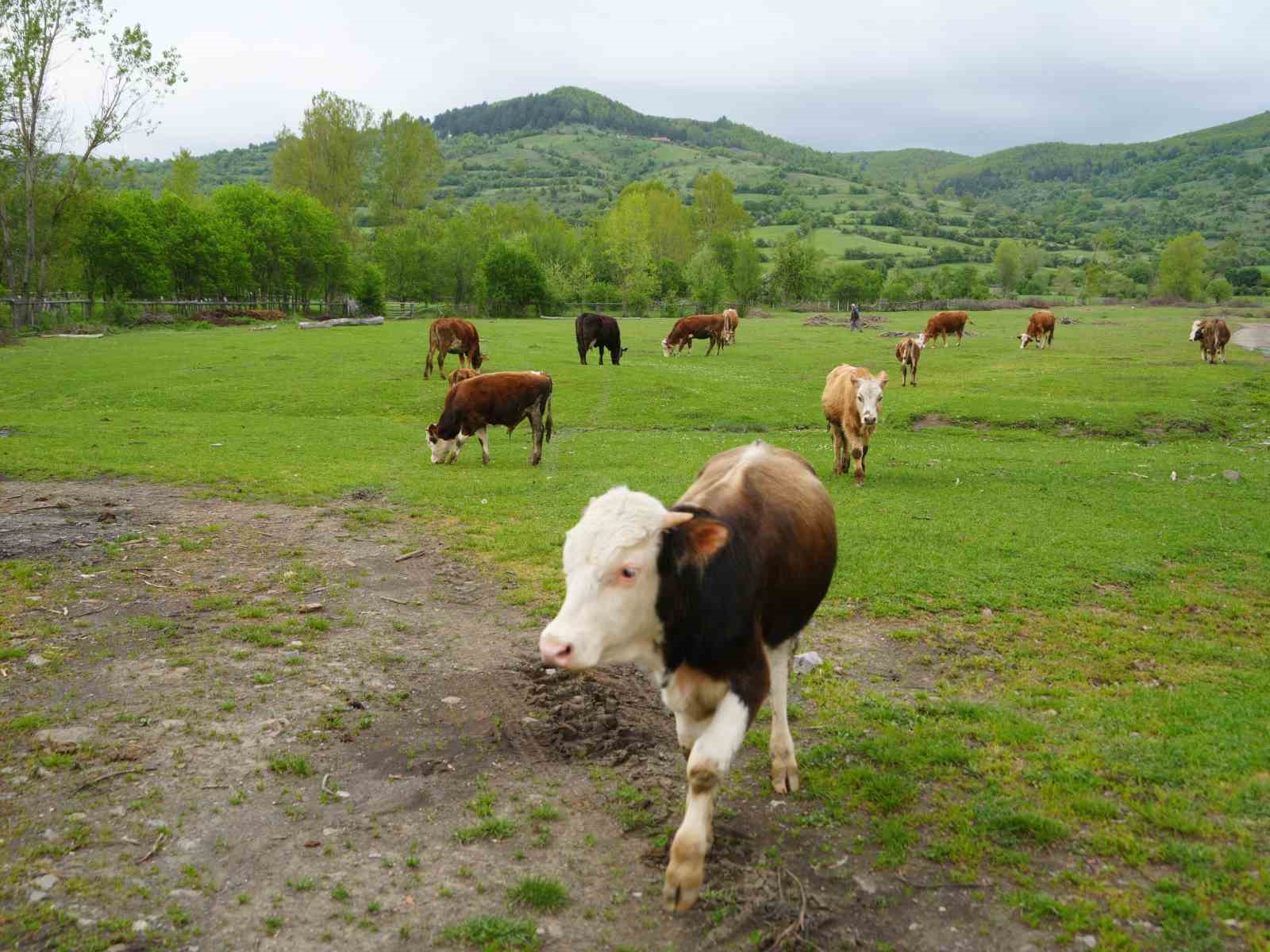 Şehir hayatından bıktı, d&ouml;nd&uuml;ğ&uuml; k&ouml;y&uuml;nde hayvancılığa başladı
