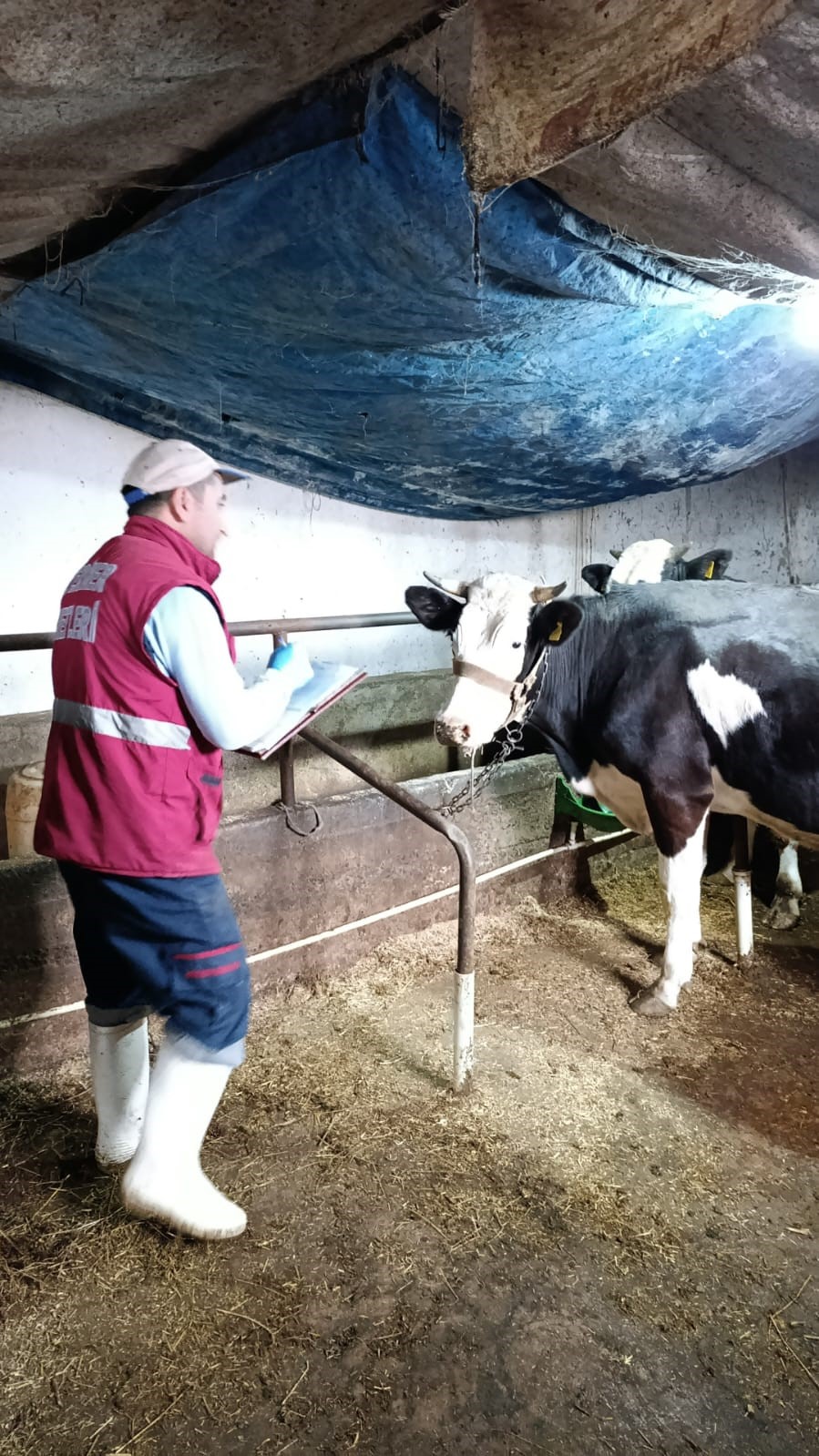 &Ccedil;arşamba&rsquo;da şap hastalığı taraması
